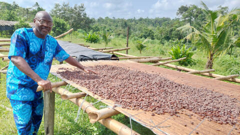 Ambroise N'Koh dans sa plantation de cacao, à 40 km d'Abidjan devant des fèves en train de sécher. Après plusieurs jours de fermentation, le cacao est placé sur ce séchoir solaire.